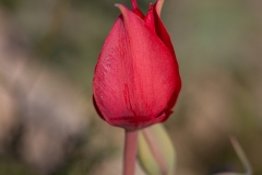 21-Tulipa-polychroma