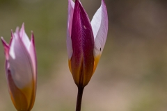 23-Tulipa-polychroma