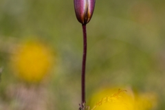 24-Tulipa-polychroma