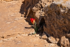 28-Tulipa-polychroma