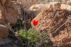 29-Tulipa-polychroma