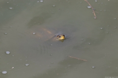 01-Turtle-Bridge-Aug-21-2020