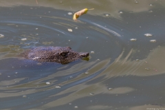 04-Turtle-Bridge-Aug-21-2020