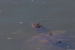 06-Turtle-Bridge-Aug-21-2020