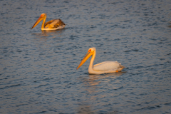 01-Viker-Observation-Mishmar-Hashron-Reservoir-Oct-2015