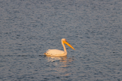 03-Viker-Observation-Mishmar-Hashron-Reservoir-Oct-2015