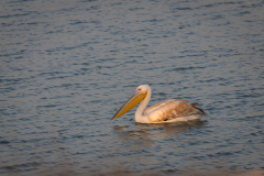 04-Viker-Observation-Mishmar-Hashron-Reservoir-Oct-2015