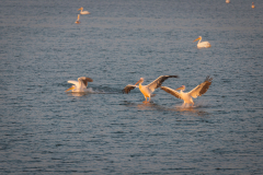 05-Viker-Observation-Mishmar-Hashron-Reservoir-Oct-2015