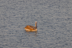 06-Viker-Observation-Mishmar-Hashron-Reservoir-Oct-2015