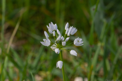 01-Wild-Leek