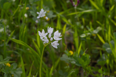 02-Wild-Leek