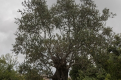 18-Woodland-of-the-forty