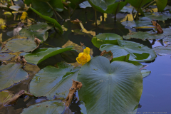 01-Yarkon-River-Source-National-Park