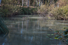 03-Yarkon-River-Source-National-Park