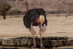 Upscaled with Gigapixel v1.3.3. 6292x3514 => 7162x4000 (1.1383x) Model: Standard V2, denoise: 0.78, sharpen: 0.09, decompression: 0.04